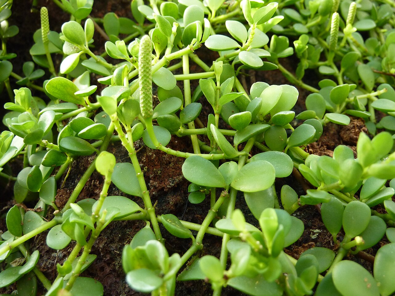 Cypress peperomia: Peperomia caulibarbis in the Botanical Garden, Berlin.