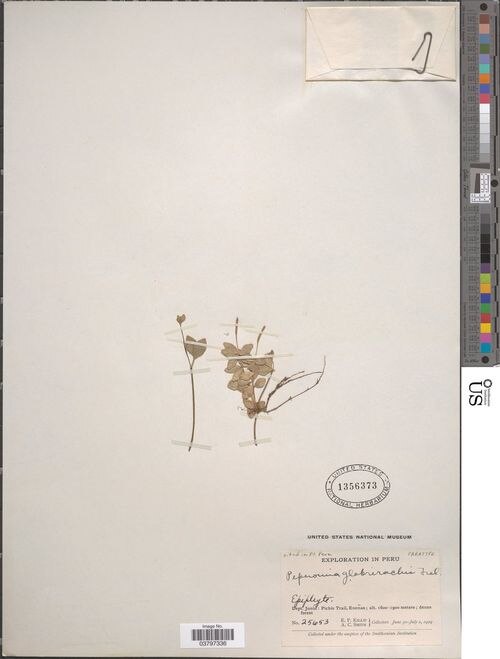 Peperomia glabrirhachis: species of peperomia