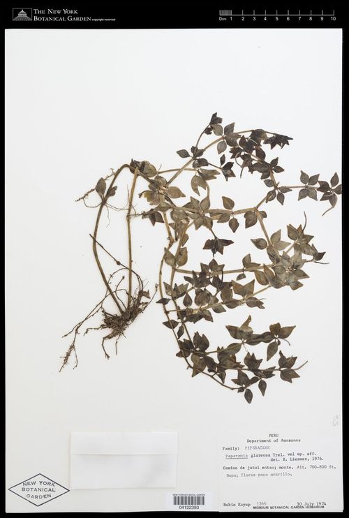 Peperomia glareosa: species of peperomia