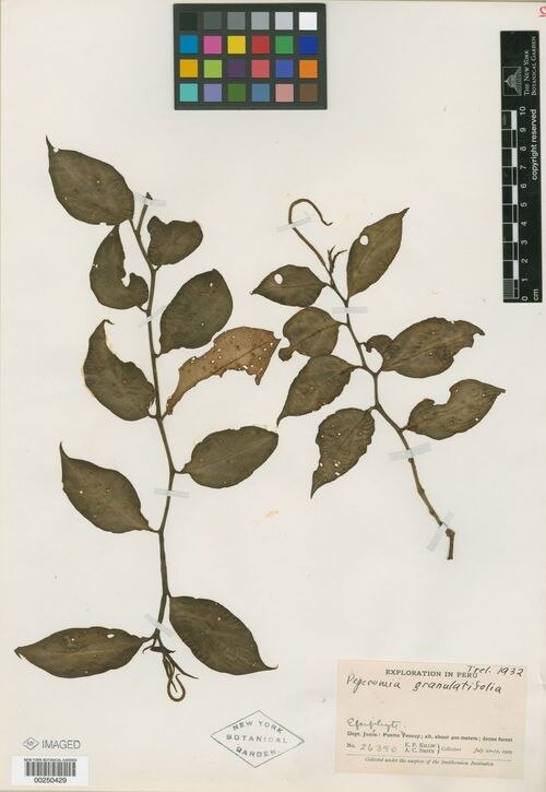 Peperomia granulatifolia: species of peperomia