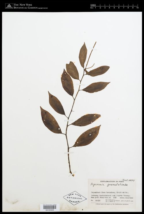Peperomia granulatilimba: species of peperomia