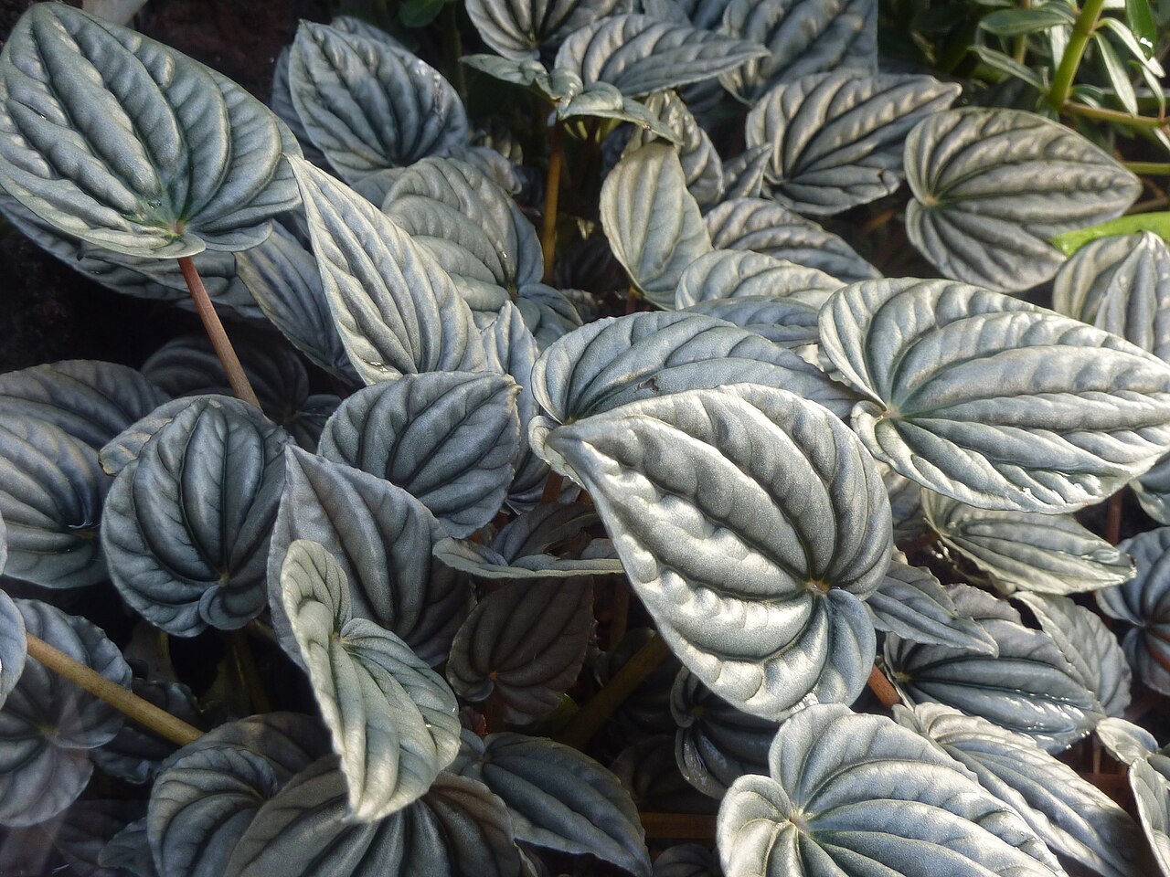 Peperomia griseoargentea: Peperomia griseoargentea in the Botanical Garden, Berlin