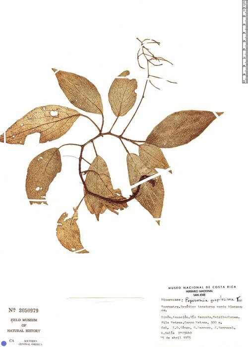 Peperomia guapilesiana: species of peperomia