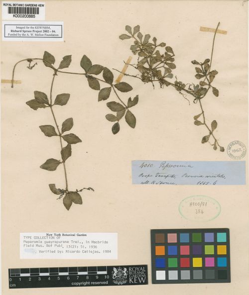 Peperomia guayrapurana: species of peperomia