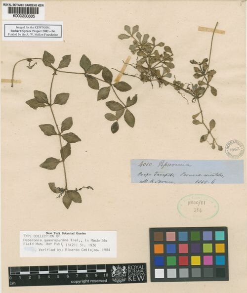 Peperomia guayrapurana: species of peperomia