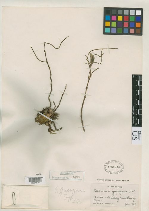 Peperomia gucayana: species of peperomia