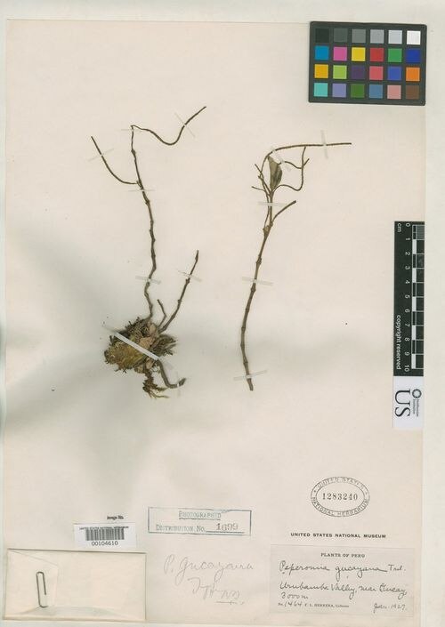 Peperomia gucayana: species of peperomia