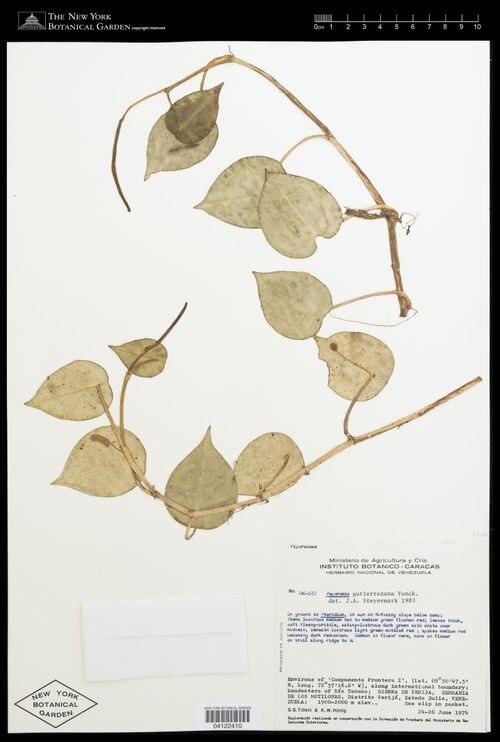 Peperomia gutierrezana: species of peperomima