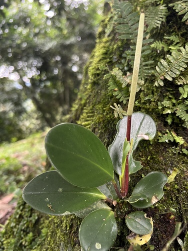 Peperomia haematolepis (Peperomia haematolepis)