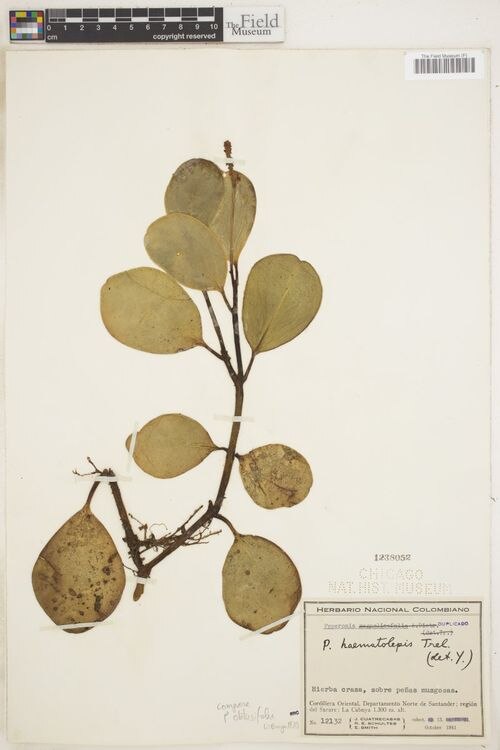 Peperomia haematolepis: species of peperomia