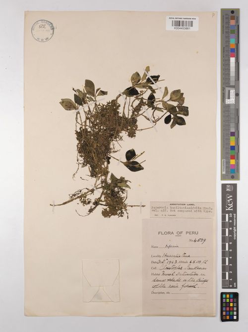 Peperomia hamiltonianifolia: species of peperomia