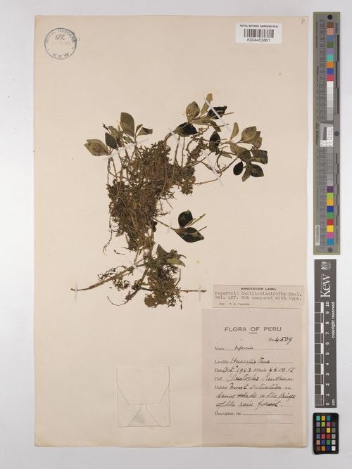 Peperomia hamiltonianifolia: species of peperomia