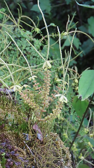 Peperomia hartwegiana: Peperomia hartwegiana