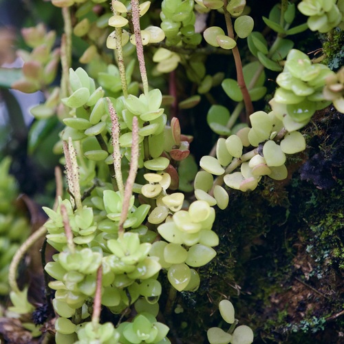 Peperomia hartwegiana (Peperomia hartwegiana)