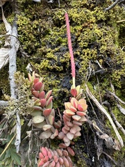 Peperomia hartwegiana (Peperomia hartwegiana)