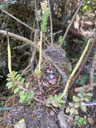 Peperomia hartwegiana (Peperomia hartwegiana)