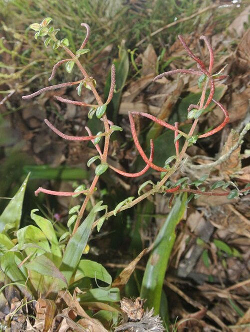 Peperomia hartwegiana: Also known as P. kunthiana. Native to the mountains of northwestern South America. Photo from above Papallacta Hotsprings, Ecuador, where it is known as Tigrisi
