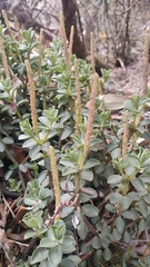 Peperomia hartwegiana (Peperomia hartwegiana)