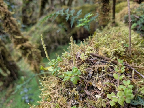 Peperomia hartwegiana (Peperomia hartwegiana)