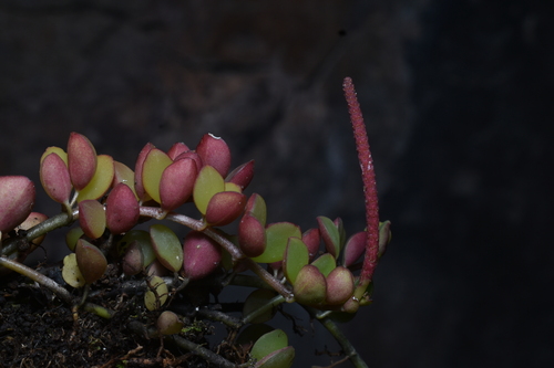 Peperomia hartwegiana (Peperomia hartwegiana)