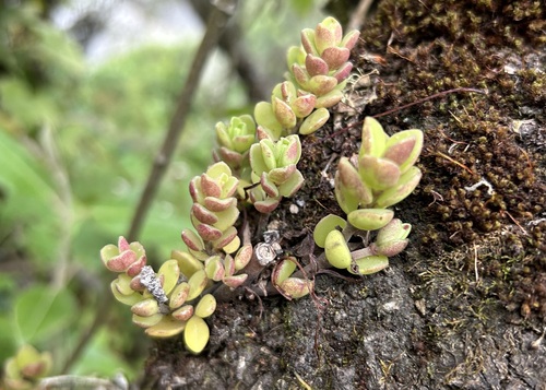 Peperomia hartwegiana (Peperomia hartwegiana)