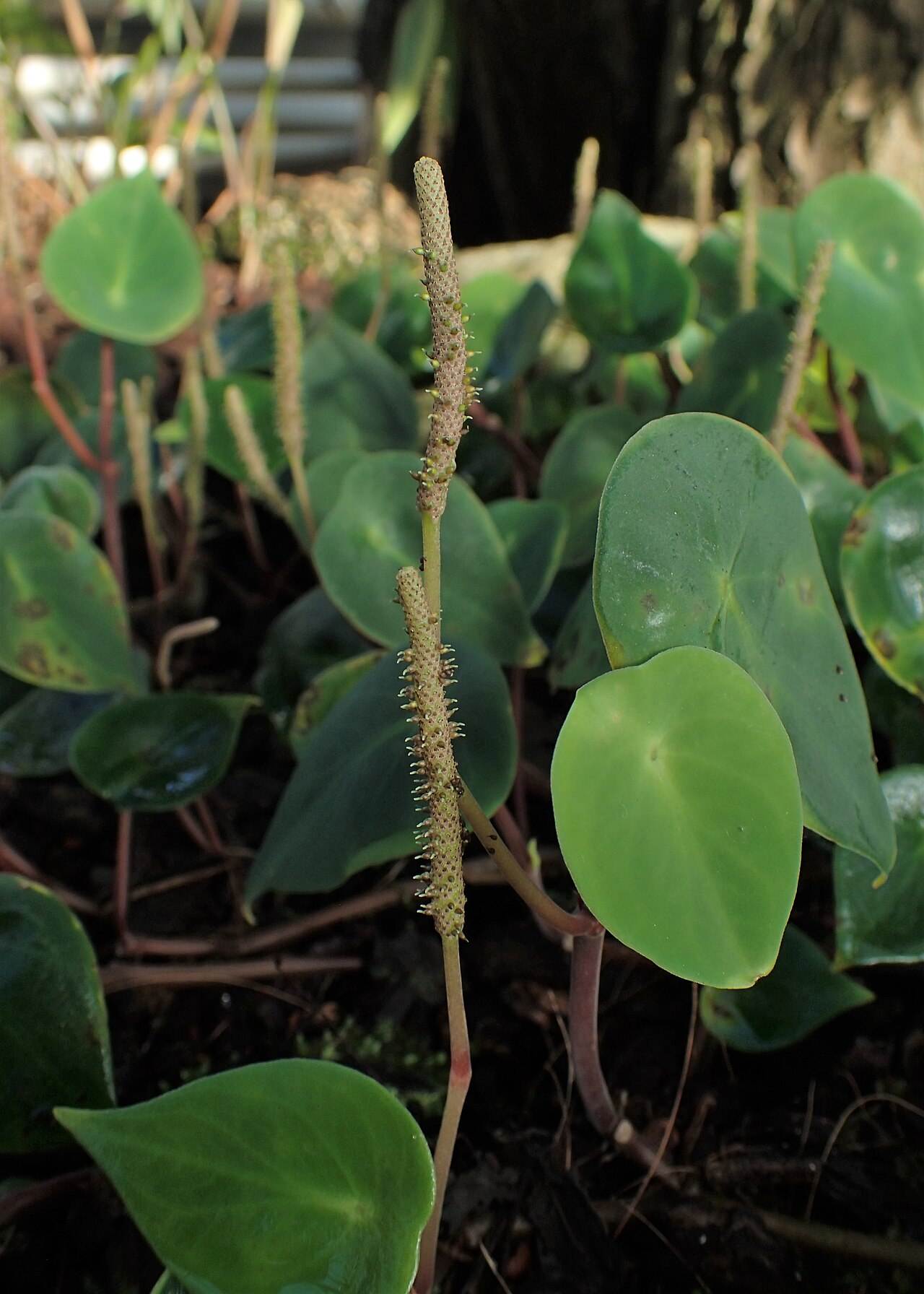 West Indian peperomia: Peperomia hernandiifolia in the Botanischer Garten, Berlin-Dahlem
