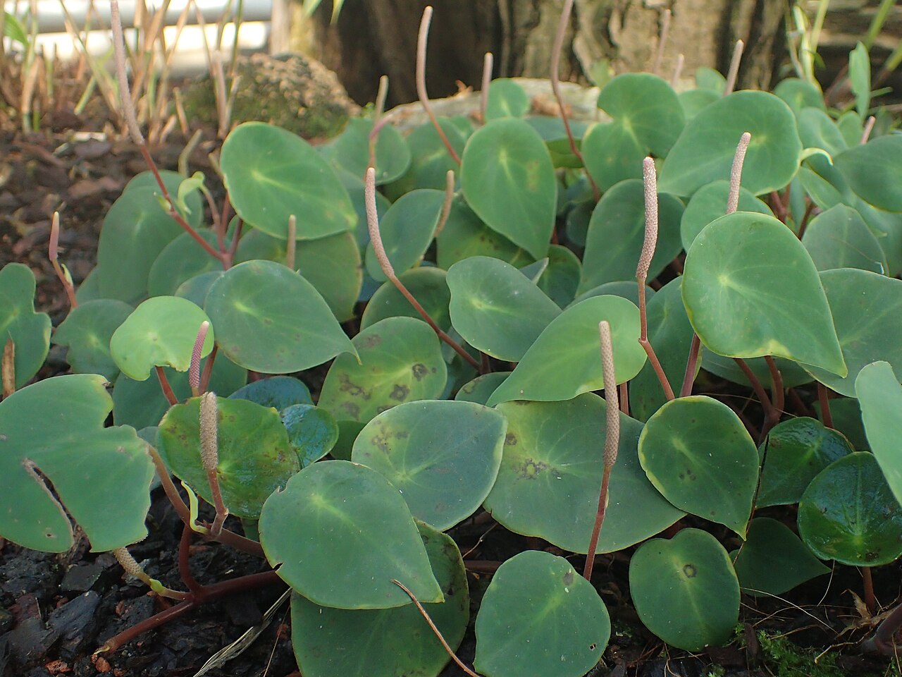 West Indian peperomia: Peperomia hernandiifolia in the Botanischer Garten, Berlin-Dahlem