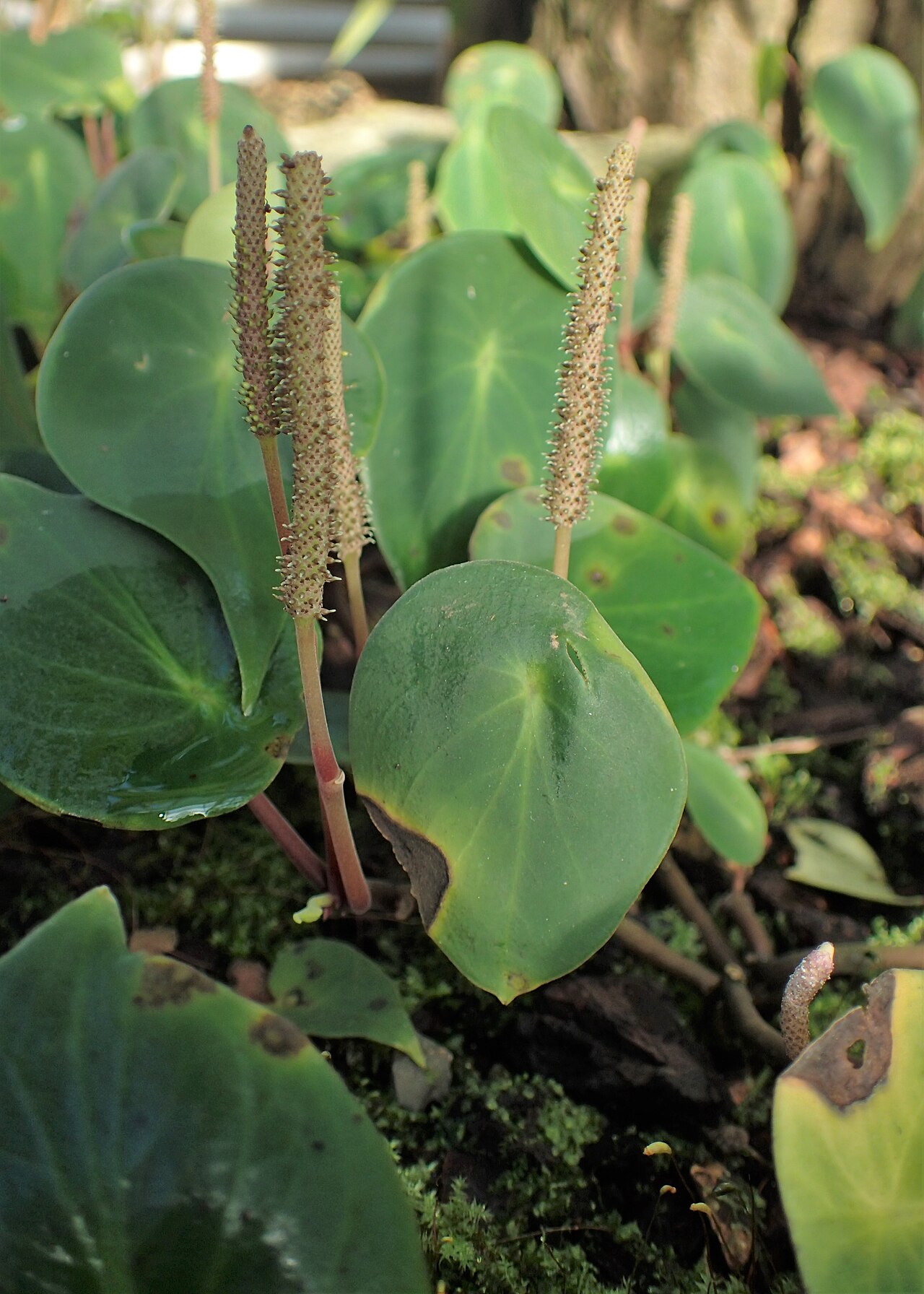 West Indian peperomia: Peperomia hernandiifolia in the Botanischer Garten, Berlin-Dahlem