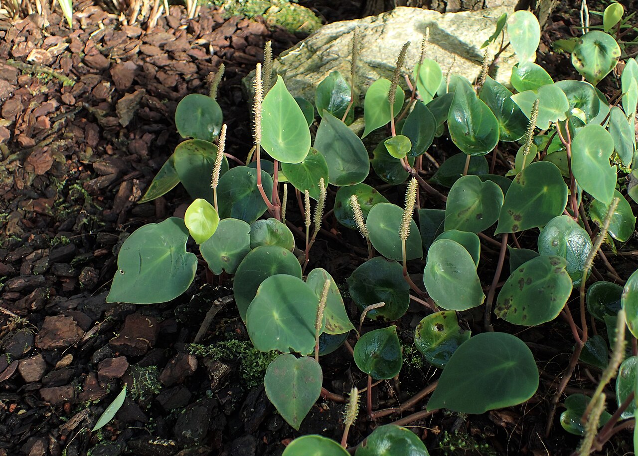 West Indian peperomia: Peperomia hernandiifolia in the Botanischer Garten, Berlin-Dahlem