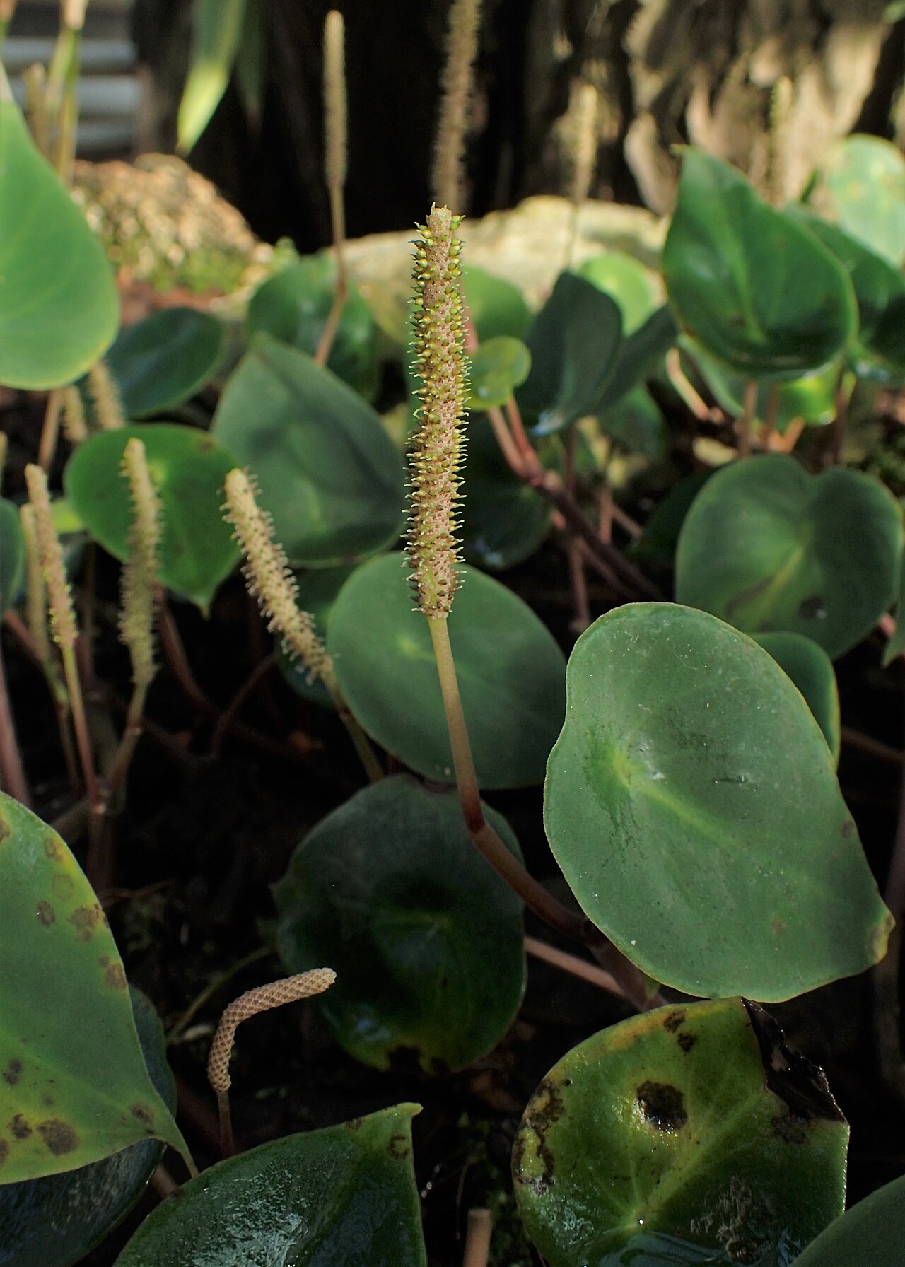 West Indian peperomia: Peperomia hernandiifolia in the Botanischer Garten, Berlin-Dahlem