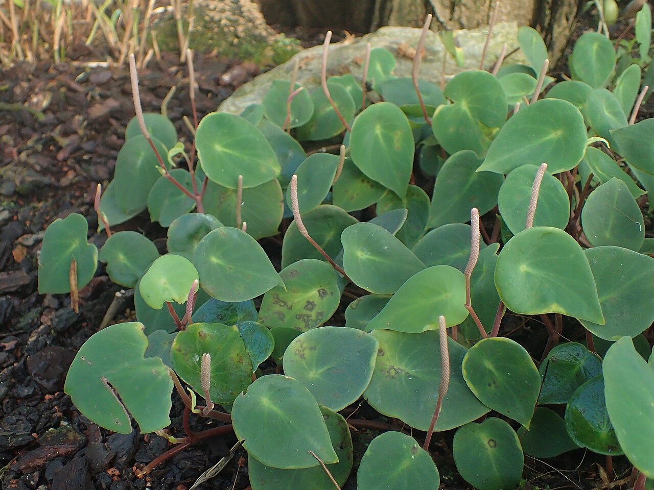 West Indian peperomia: Peperomia hernandiifolia in the Botanischer Garten, Berlin-Dahlem