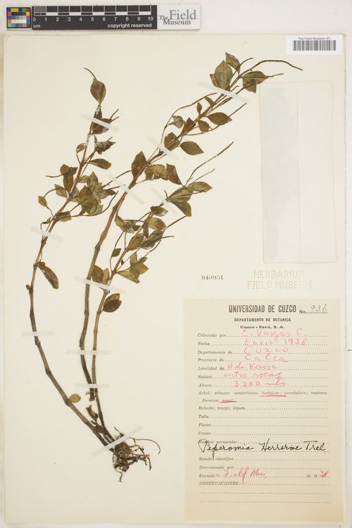 Peperomia herrerae: species of peperomia