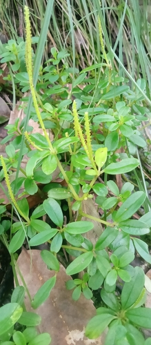 Peperomia heyneana (Peperomia heyneana)