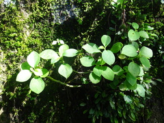 Peperomia hirta (Peperomia hirta)
