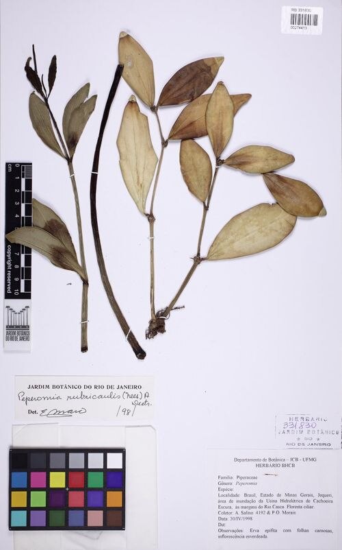 Peperomia hirtellicaulis: species of peperomima