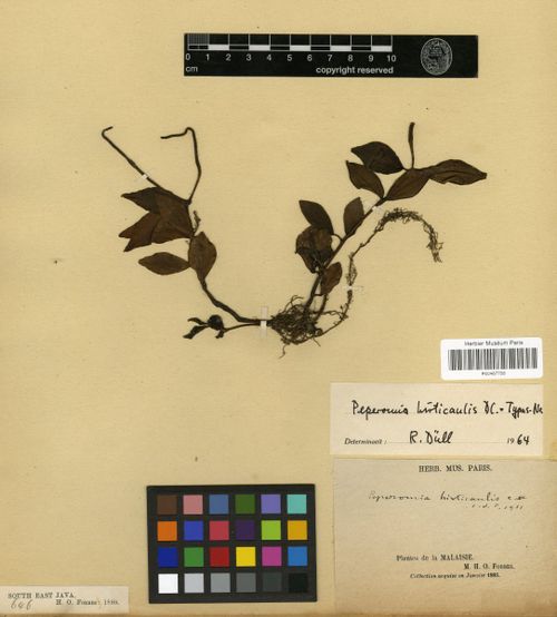 Peperomia hirticaulis: species of peperomia