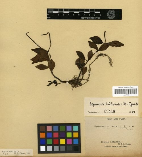 Peperomia hirticaulis: species of peperomia