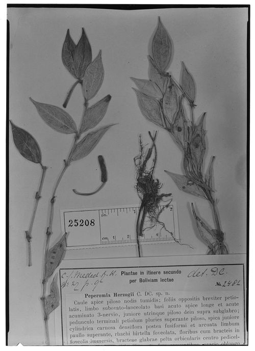 Peperomia hirtipeduncula: species of peperomia