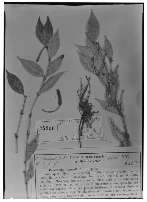 Peperomia hirtipeduncula: species of peperomia