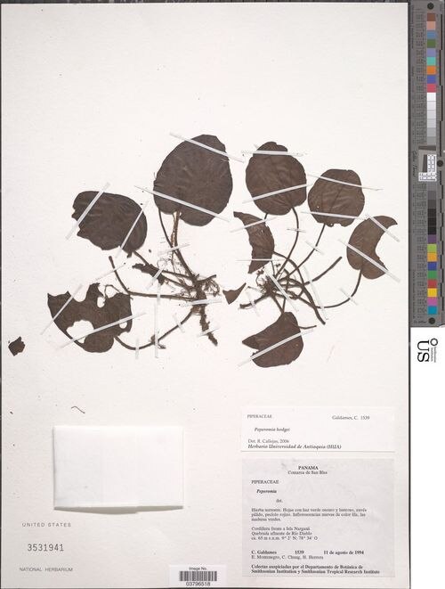 Peperomia hodgei: species of peperomima