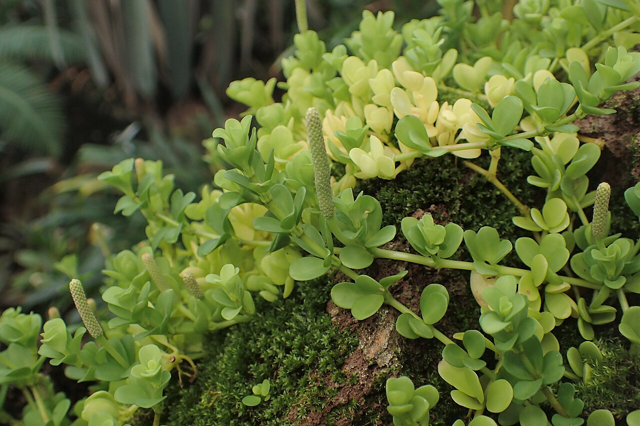 Peperomia hoffmannii: Peperomia hoffmannii in the Botanischer Garten, Berlin-Dahlem