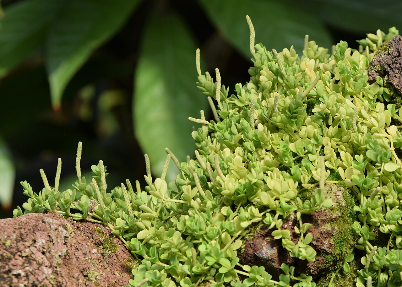 Peperomia hoffmannii: Peperomia hoffmannii in the Botanischer Garten, Berlin-Dahlem