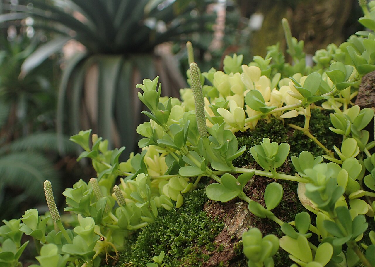 Peperomia hoffmannii: Peperomia hoffmannii in the Botanischer Garten, Berlin-Dahlem