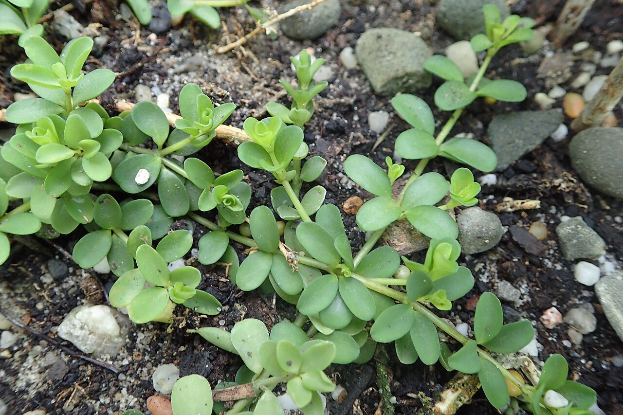 Peperomia hoffmannii: Peperomia hoffmannii in botanical garden in Kraków