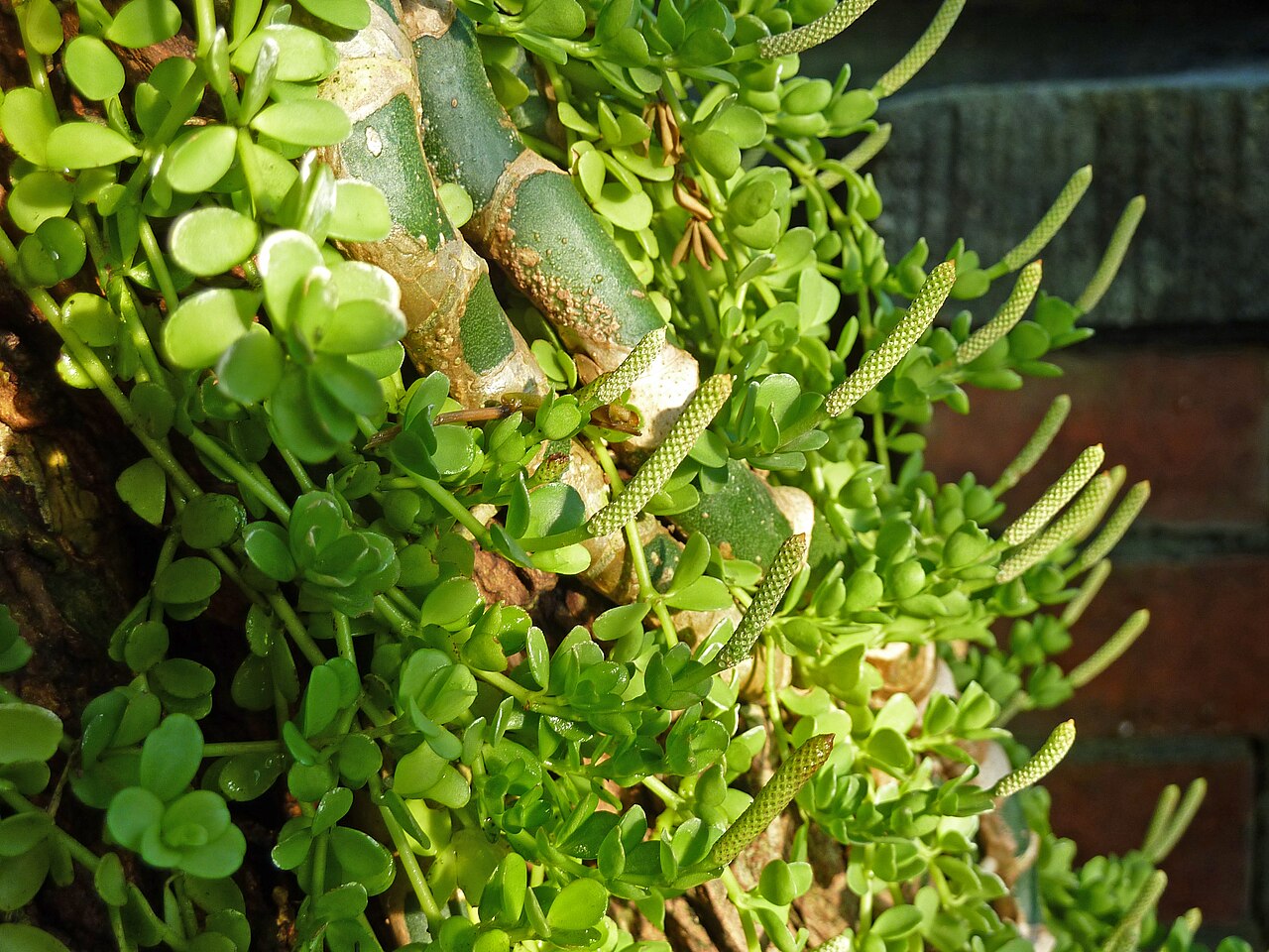 Peperomia hoffmannii: Peperomia hoffmannii in the Botanical Garden, Berlin