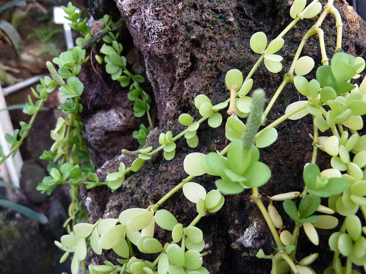 Peperomia hoffmannii: Peperomia hoffmannii in the Botanical Garden, Berlin