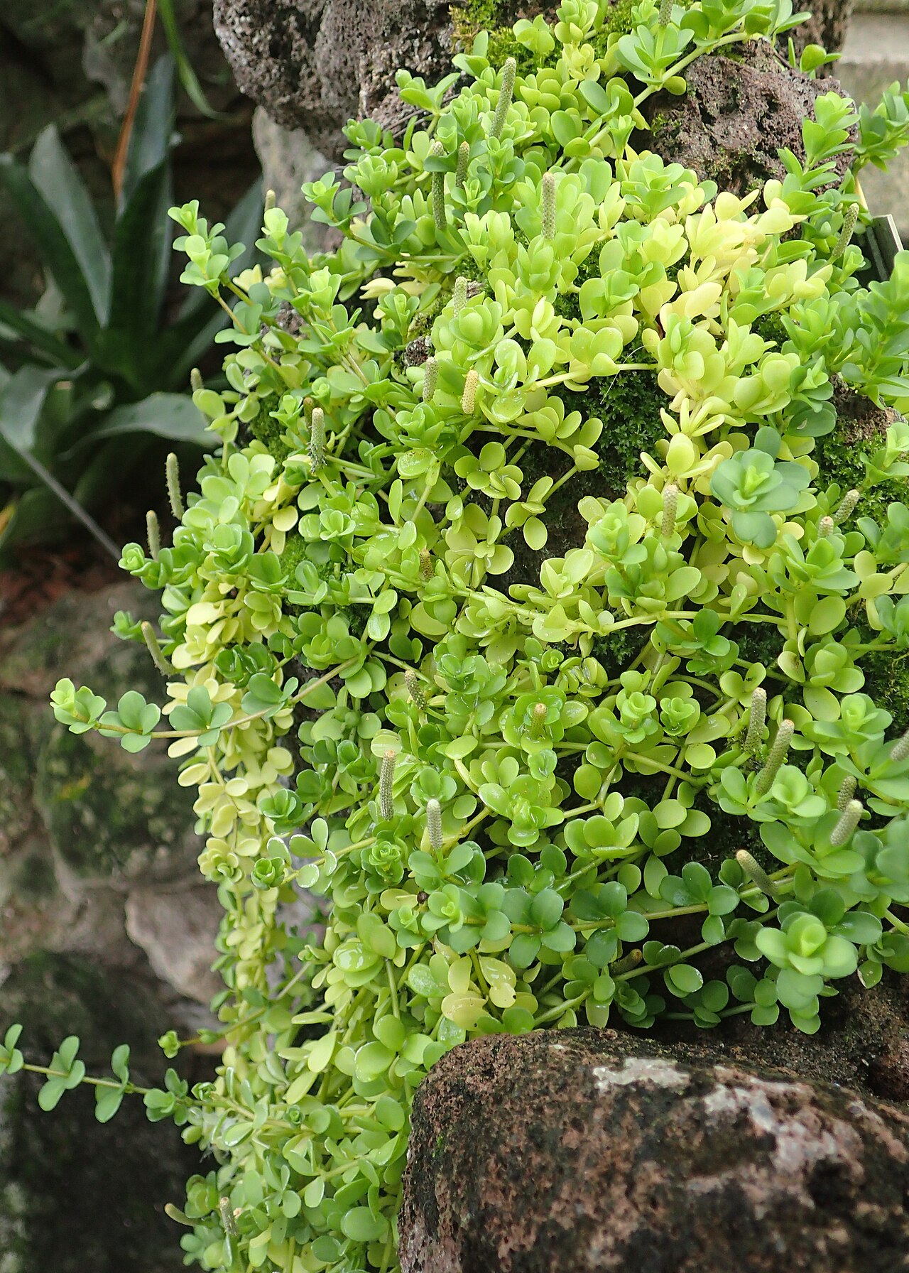 Peperomia hoffmannii: Peperomia hoffmannii in the Botanischer Garten, Berlin-Dahlem
