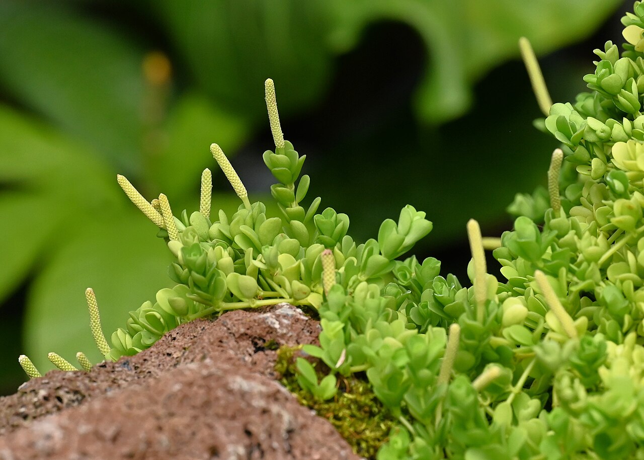 Peperomia hoffmannii: Peperomia hoffmannii in the Botanischer Garten, Berlin-Dahlem