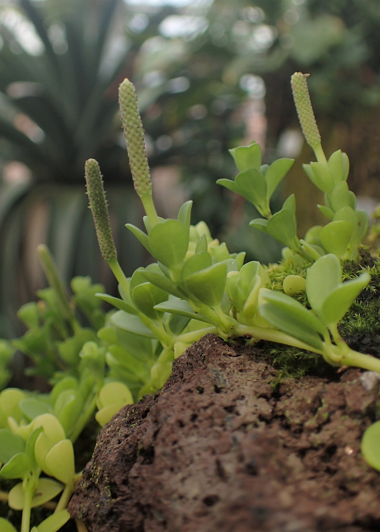 Peperomia hoffmannii: Peperomia hoffmannii in the Botanischer Garten, Berlin-Dahlem