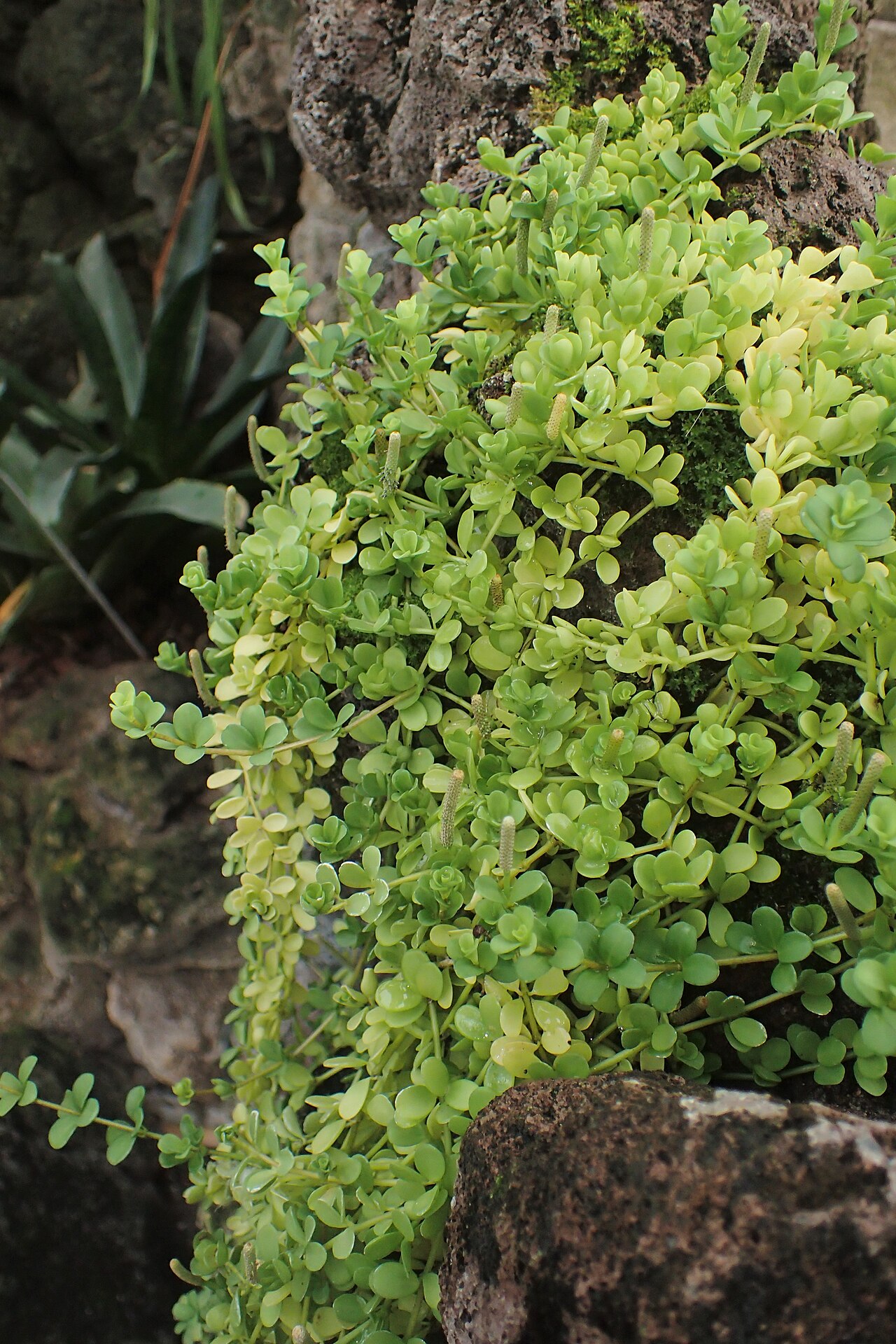 Peperomia hoffmannii: Peperomia hoffmannii in the Botanischer Garten, Berlin-Dahlem